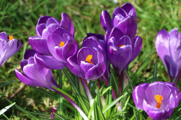 wczesna wiosna fioletowe krokusy w słońcu i trawie. - saffron crocus spring nature crocus zdjęcia i obrazy z banku zdjęć