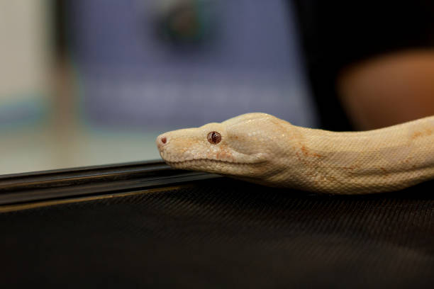 istock Snake in the frame on the right. There are areas posing text. with copy space. 1134480231