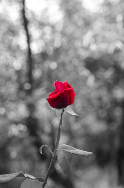 istock One beautiful red rose on a gray-black background grows in the garden 1134481778