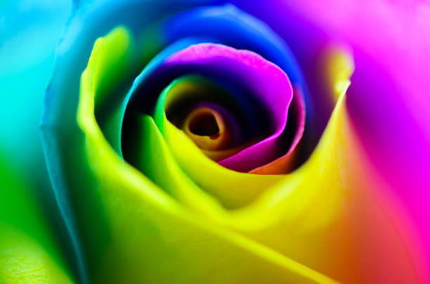 istock Multicolored very beautiful rose. Rose Bud close-up. Rainbow rose Horizontal photo 1134481833