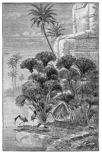 Sacred Ibis on the Nile- Scanned 1890 Engraving