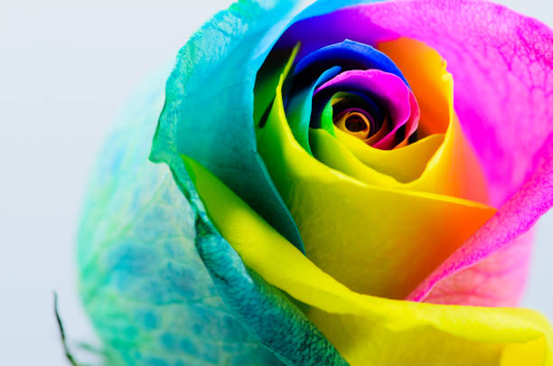 istock Beautiful multicolored rose on a white background. Rose Bud close-up. Rainbow rose. Horizontal photo
Very beautiful colored rose on white background. Rose Bud close-up. Rainbow rose. Horizontal photo 1134482875