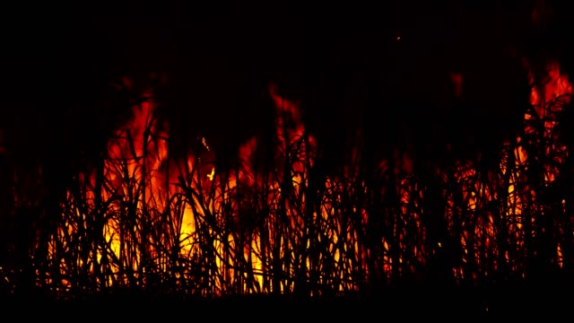 fired sugar cane in night time and farmer try to stop fire.