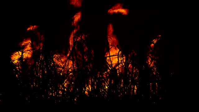 fired sugar cane in night time and farmer try to stop fire.