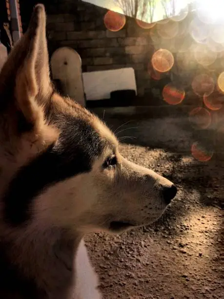 Portrait of a pensive wolfdog