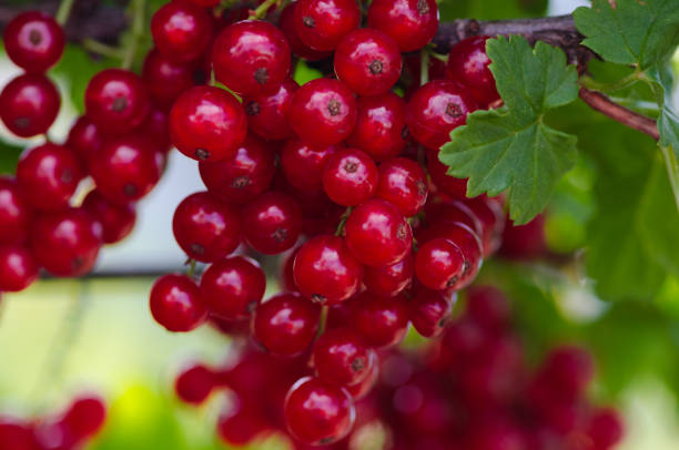 istock Delicious bunches of red currants hanging from Bush 1134489315