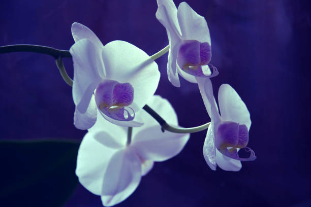 istock Blossoming White Tropical Orchid on Purple Background 1134489849