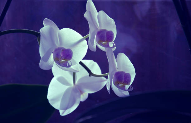 istock Blossoming White Tropical Orchid on Purple Background 1134489850