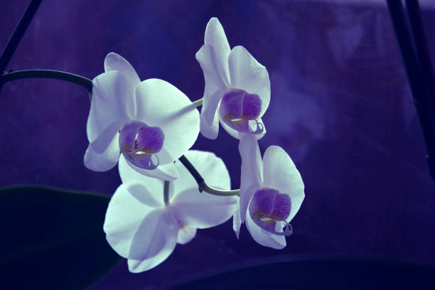 istock Blossoming White Tropical Orchid on Purple Background 1134489851