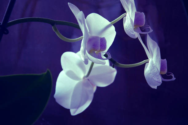 istock Blossoming White Tropical Orchid on Purple Background 1134489852