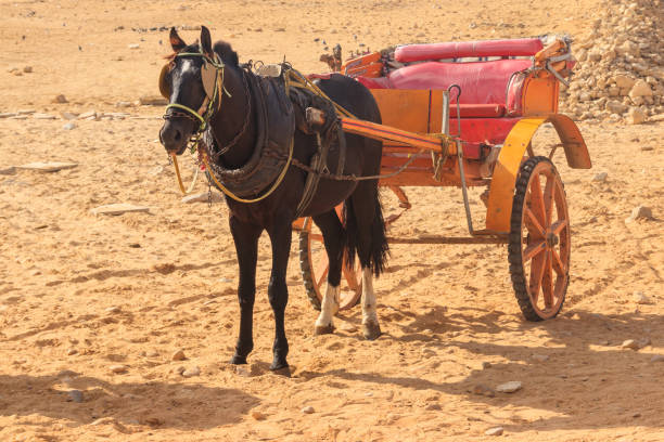 istock Horse chariot in desert 1134490923