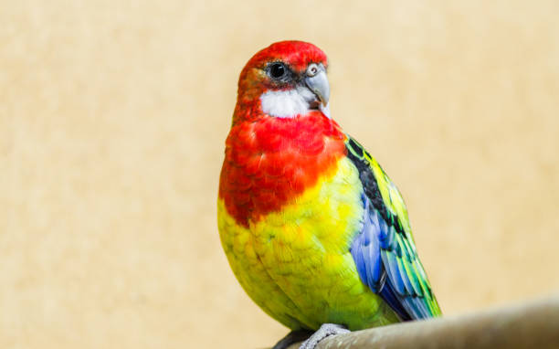 istock One bright and beautiful Rosella parrot sitting on a branch 1134491224