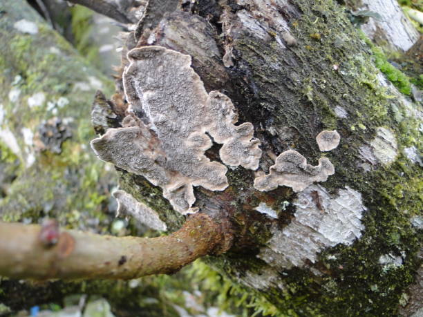 istock Fruits, mushrooms on the tree in the rainforest 1134491467