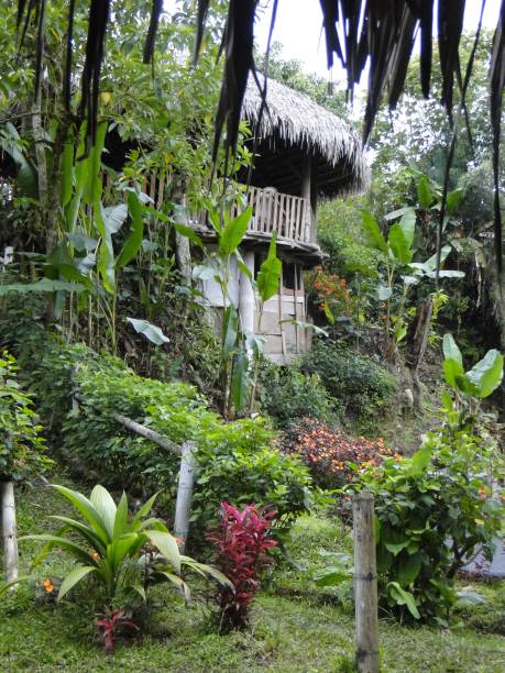 istock Impressions of rainforest with plants and trees 1134491574
