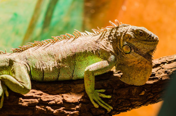 istock Big lizard - green iguana sitting motionless in a cage in a pet store 1134491706