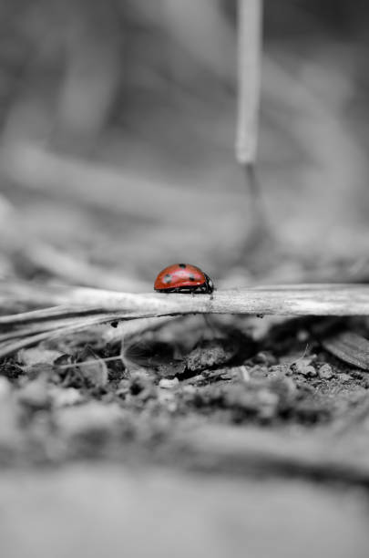 istock Ladybug goes through the forest in gray shades. Vertical photography 1134491862