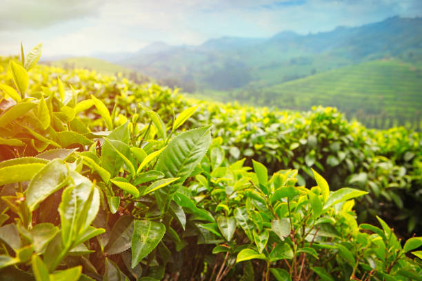istock Tea plantation in Rwanda 1134493185