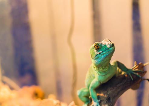 Reptile is the Common Basilisk sitting on a tree at a pet store. Terrarium. Animal sheds
