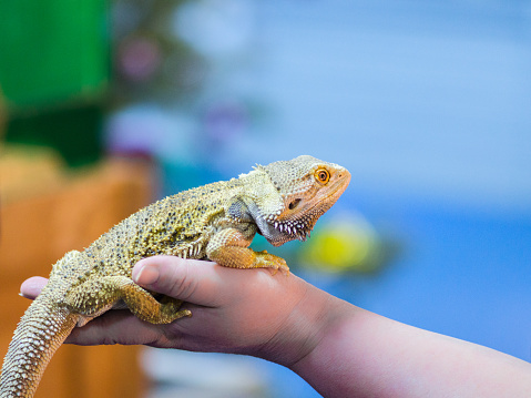 Bearded Agama sits on the buyer's hand at the pet store. The selection of a new pet. Terrarium.