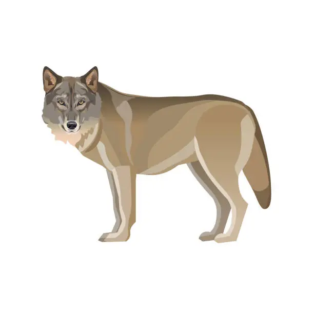 Vector illustration of Gray wolf standing