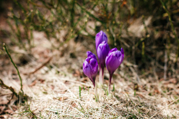 istock Isolated crocuses in the dry yellow grass. 1134494952