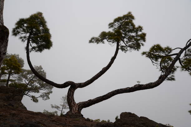 istock Canary pines on La Palma 1134498605