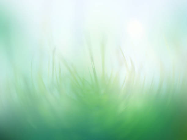 Green grass - a foggy dreamy mood 1