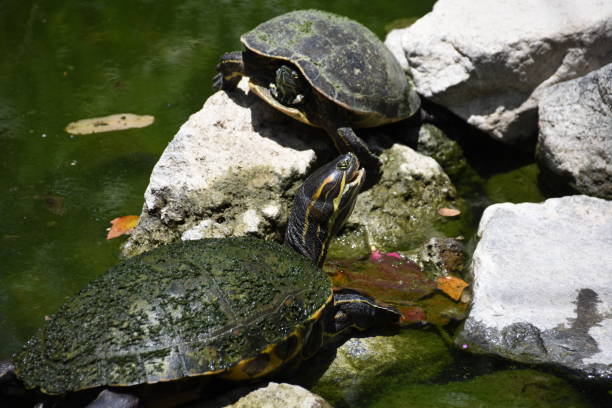 istock Turtles in New Zealand 1134499103