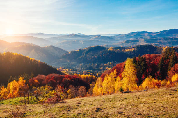 istock Majestic trees with sunny beams at mountain valley. 1134499853