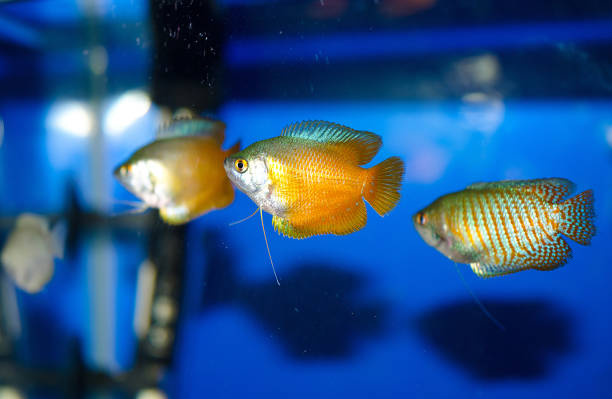 Three beautiful yellow lalius swim in a blue aquarium