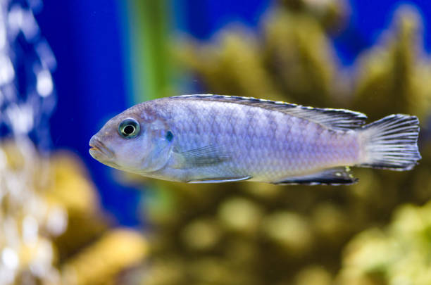 istock Fish Psevdotrofeus of Socolofi Cichlid in the aquarium 1134500279