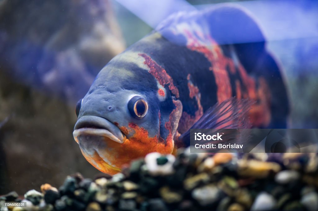 Big Fish Astronotus Swims In A Clean Aquarium Look At The Aquarium Fish  Stock Photo - Download Image Now - iStock