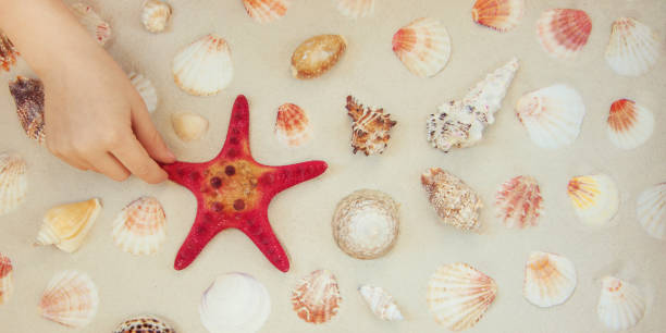 istock Sea shells and red star fish on sandy beach with copy space for text 1134500418