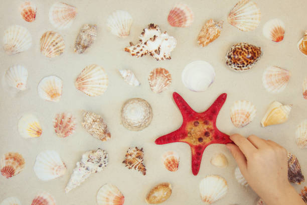 istock Sea shells and red star fish on sandy beach with copy space for text 1134500461