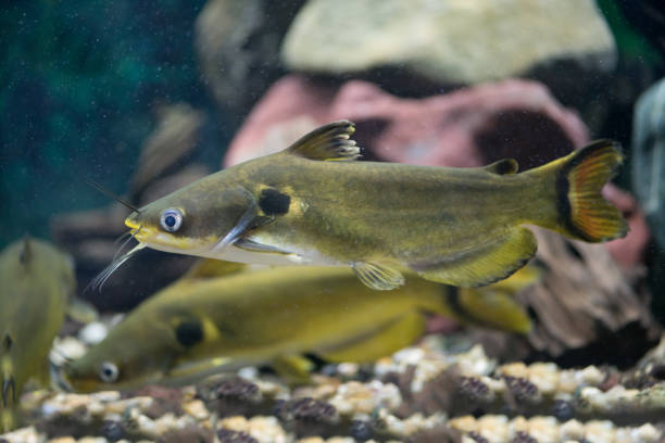 istock Catfish Peacock in the aquarium 1134501618