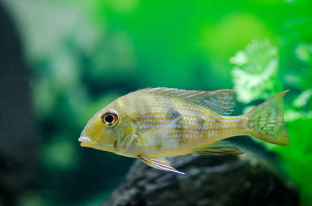 istock Fish Cichlid aquarium with a beautiful design. Gorizontak photo 1134502186