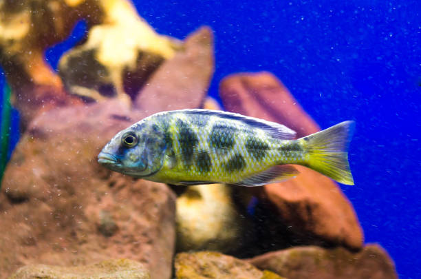 istock Fish-Leopard gold in aquarium. Gorizontal photo 1134502279