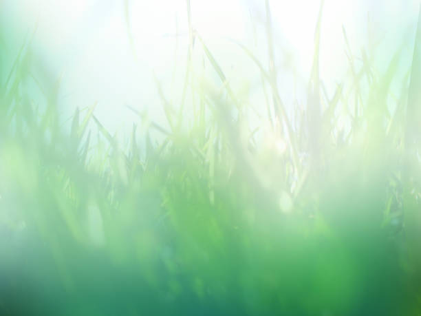 istock Green grass - a foggy dreamy mood 2 1134503672