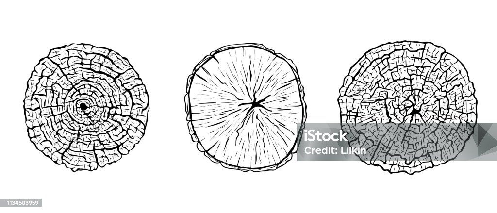 Hand drawn cut tree trunks Set of hand drawn sketched cut tree trunks with annual rings. Black and white vector illustration of wood texture Wood Grain stock vector