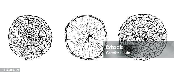 Hand Drawn Cut Tree Trunks Stock Illustration - Download Image Now - Wood Grain, Block Shape, Aging Process
