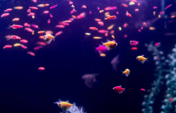 beaucoup de petits poissons ornatus dans un aquarium sombre. ternaire dans l'aquarium. photo horizontale - medium group of animals photos et images de collection