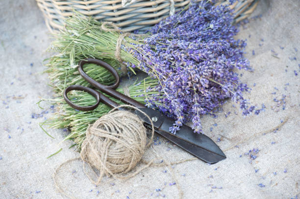 istock Bunches  of lavender. Collect lavender. 1134504149