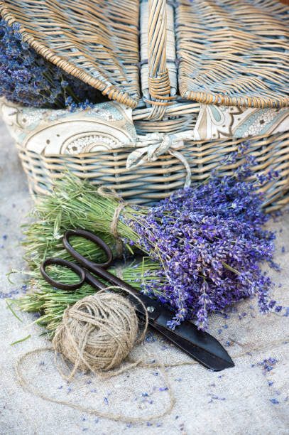 istock Bunches  of lavender. Collect lavender. 1134504182