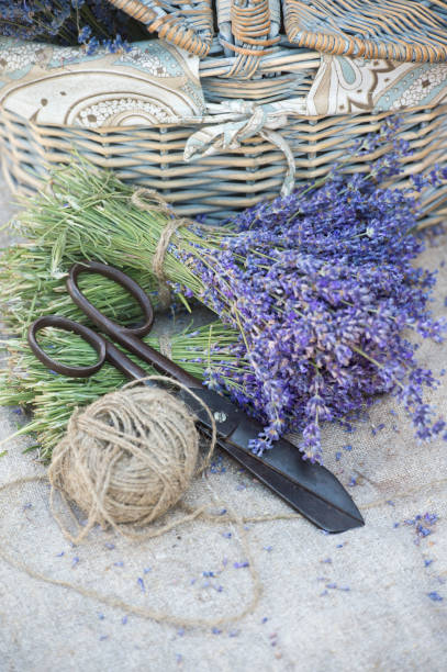 istock Bunches  of lavender. Collect lavender. 1134504190