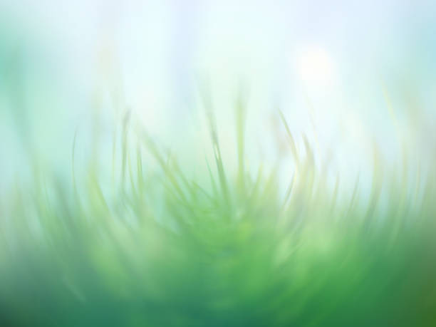 istock Green grass - a foggy dreamy mood 4 1134504397
