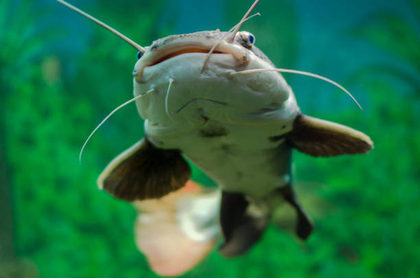 istock Red-tailed catfish in the aquarium. Gorizontal photo 1134504516
