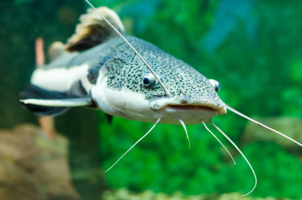 istock Red-tailed catfish in the aquarium. Gorizontal photo 1134504538
