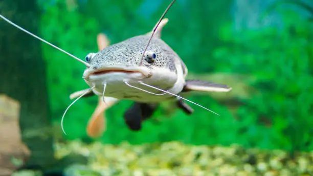 Photo of Red-tailed catfish in the aquarium. Gorizontal photo
