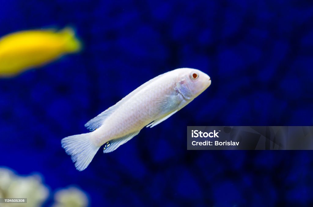 Pseudotropheus Socolofi cichlid fish in aquarium or Pseudotrofeus Pindani in a beautiful transparent aquarium with a blue background. Cichlid in the aquarium Albino Stock Photo