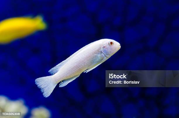 Pseudotropheus Socolofi Cichlid Fish In Aquarium Or Pseudotrofeus Pindani In A Beautiful Transparent Aquarium With A Blue Background Cichlid In The Aquarium Stock Photo - Download Image Now